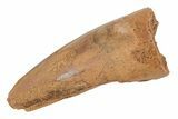 Fossil Spinosaurus Tooth - Real Dinosaur Tooth #210294-1